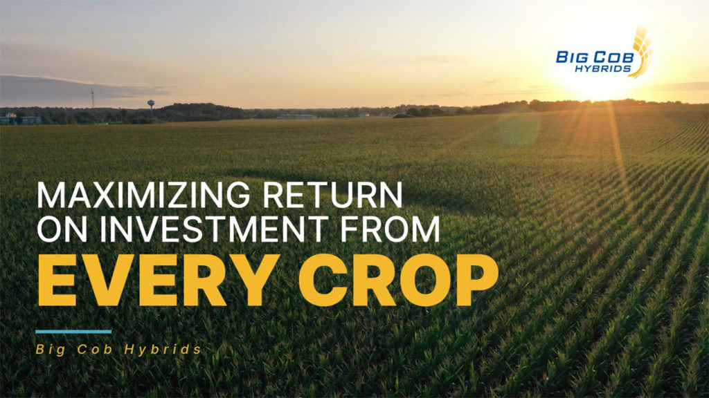 A pitch deck slide with an expansive field of crops stretches to the horizon under a clear sky. Text overlaid on the image reads, "Maximizing return on investment from every crop." The logo "Big Cob Hybrids" is displayed in the top right corner, embodying the essence of Big Cob's commitment to agricultural excellence.
